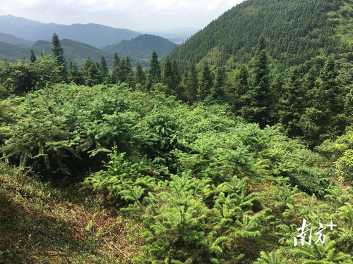 广东省国家林木种质资源库建设项目在韶关乐昌开工