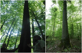 筑绿70年┃适时科学培育天然次生林是目前林业发展的当务之急 二